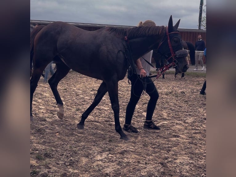 Thoroughbred Mare 5 years 15,1 hh Brown in Knopp-Labach