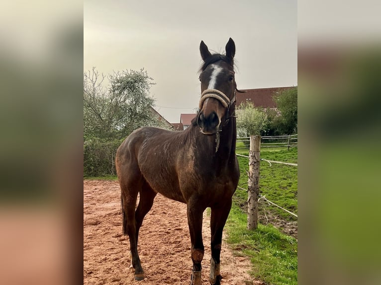 Thoroughbred Mare 5 years 15,1 hh Brown in Knopp-Labach