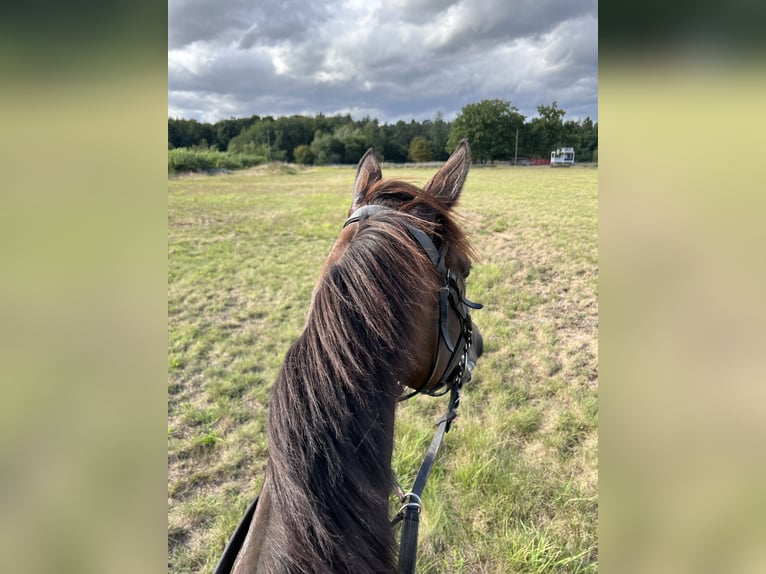 Thoroughbred Mare 5 years 15,1 hh Brown in Knopp-Labach