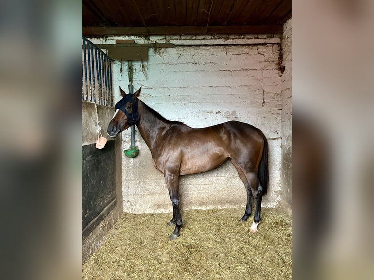 Thoroughbred Mare 5 years 15,1 hh Brown in Knopp-Labach