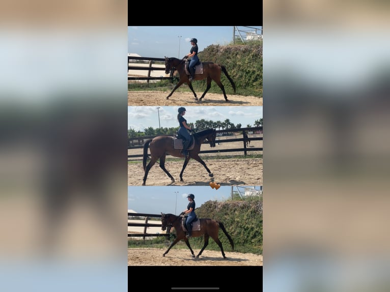 Thoroughbred Mare 5 years 15,2 hh Bay-Dark in Valencia