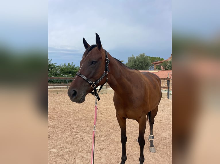 Thoroughbred Mare 5 years 15,2 hh Bay-Dark in Valencia