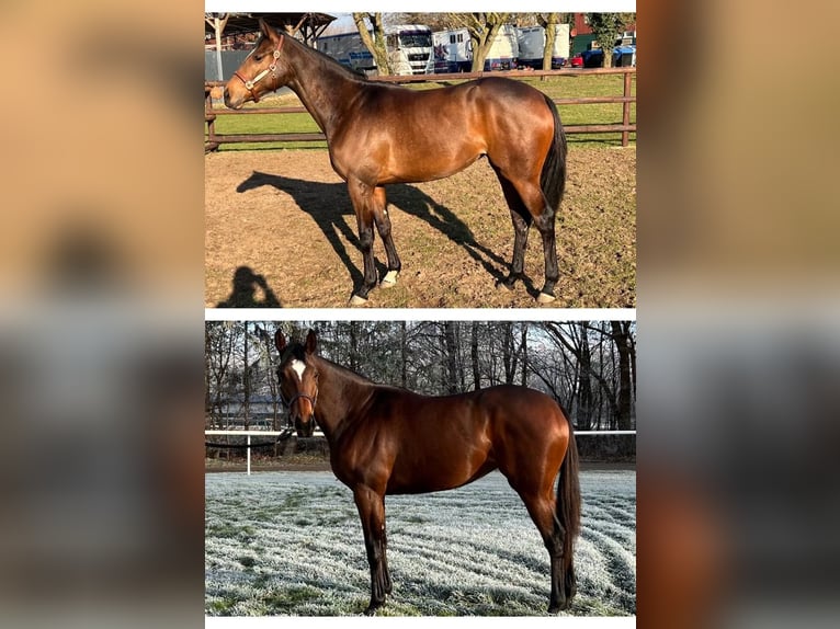 Thoroughbred Mare 5 years 15,2 hh Brown in Burgwedel