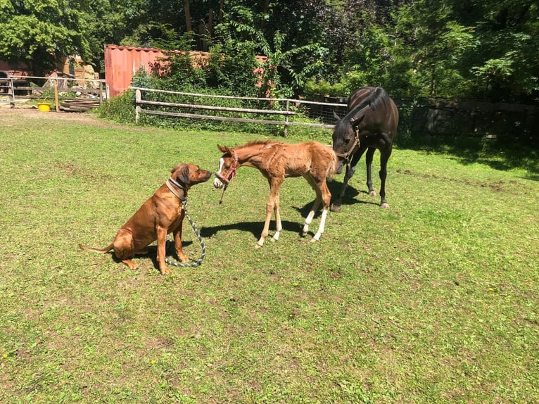 Thoroughbred Mare 5 years 15,2 hh Chestnut-Red in Hamburg Lemsahl-MellingstedtHamburg