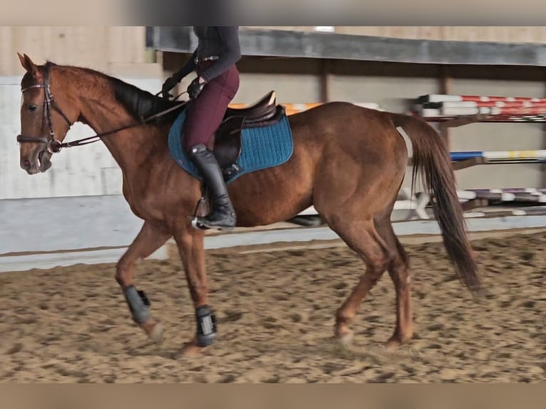 Thoroughbred Mare 5 years 15,2 hh Chestnut-Red in Kirchberg-Thening