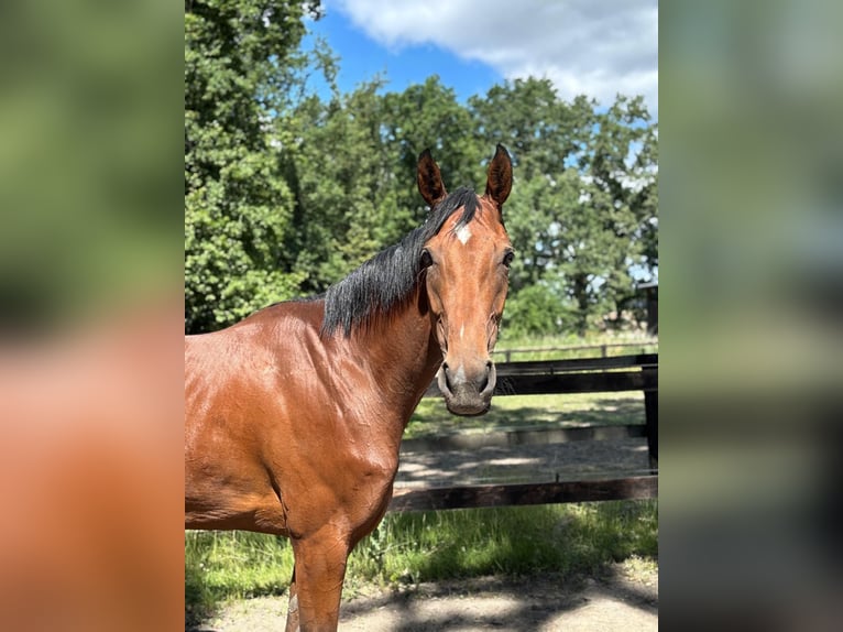 Thoroughbred Mare 5 years 16.1 hh  in Neuenhagen bei Berlin