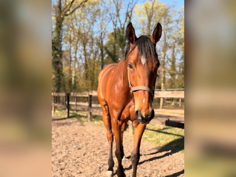 Thoroughbred Mare 5 years 16.1 hh  in Neuenhagen bei Berlin