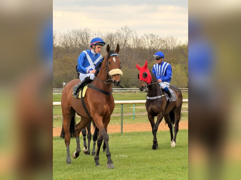 Thoroughbred Mare 5 years 16.1 hh  in Neuenhagen bei Berlin