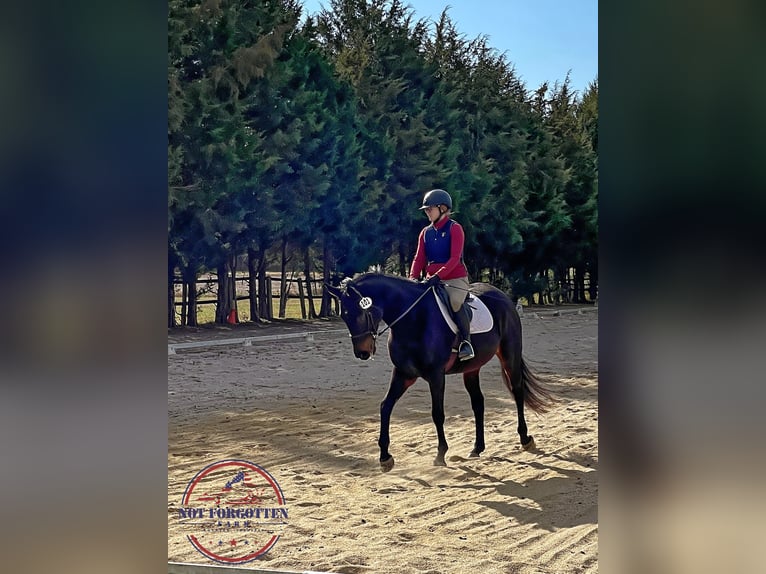 Thoroughbred Mare 5 years 16,2 hh Bay-Dark in Hanover