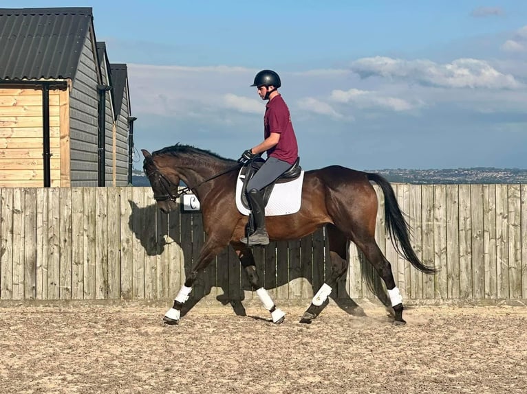 Thoroughbred Mare 5 years 16,2 hh Bay in Horsley