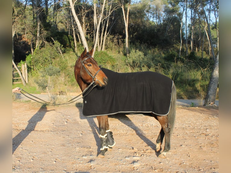 Thoroughbred Mare 5 years 16,2 hh Brown in Barcelona