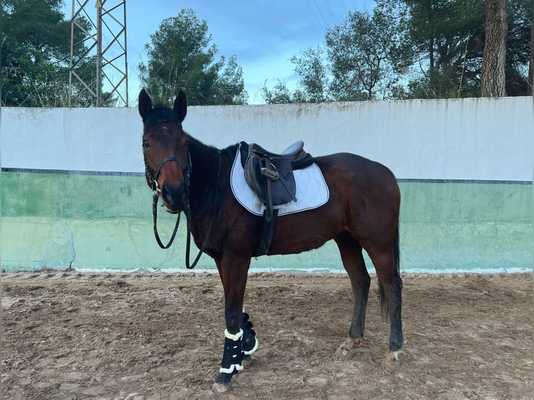 Thoroughbred Mare 5 years 16,2 hh Brown in Barcelona