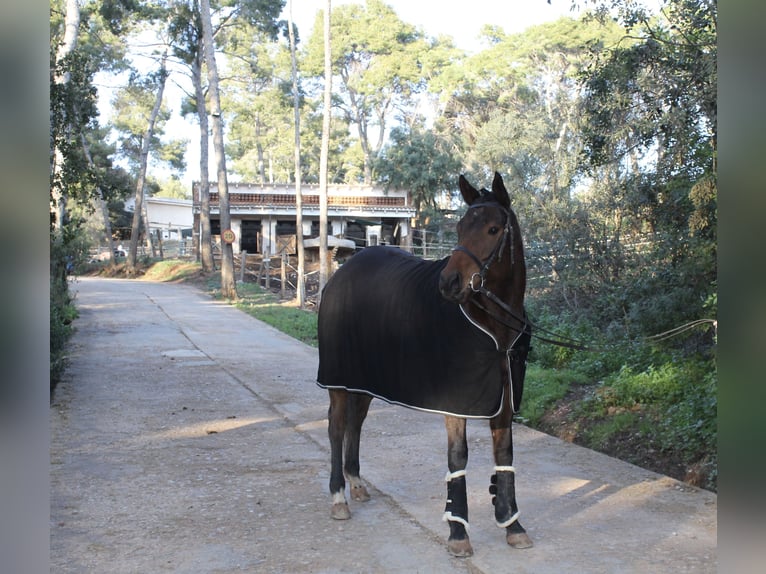 Thoroughbred Mare 5 years 16,2 hh Brown in Barcelona