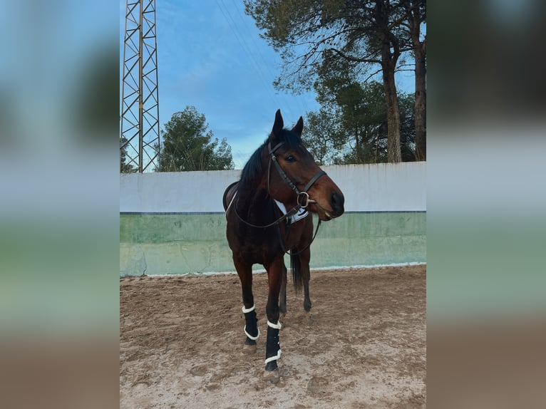 Thoroughbred Mare 5 years 16,2 hh Brown in Barcelona