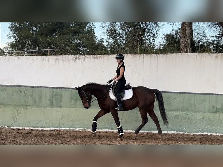 Thoroughbred Mare 5 years 16,2 hh Brown in Barcelona