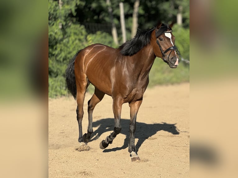 Thoroughbred Mare 5 years 16,3 hh Bay in Budapest