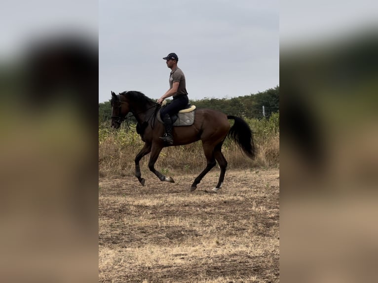 Thoroughbred Mare 5 years 16,3 hh Bay in Budapest