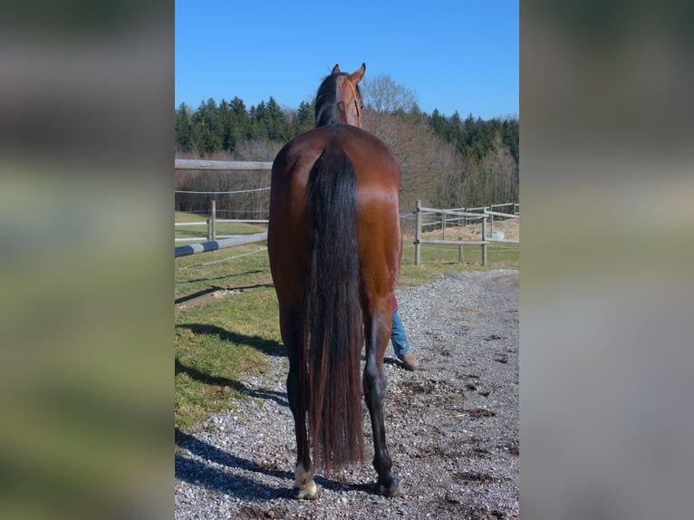 Thoroughbred Mare 5 years 16.3 hh Brown in Scharnstein