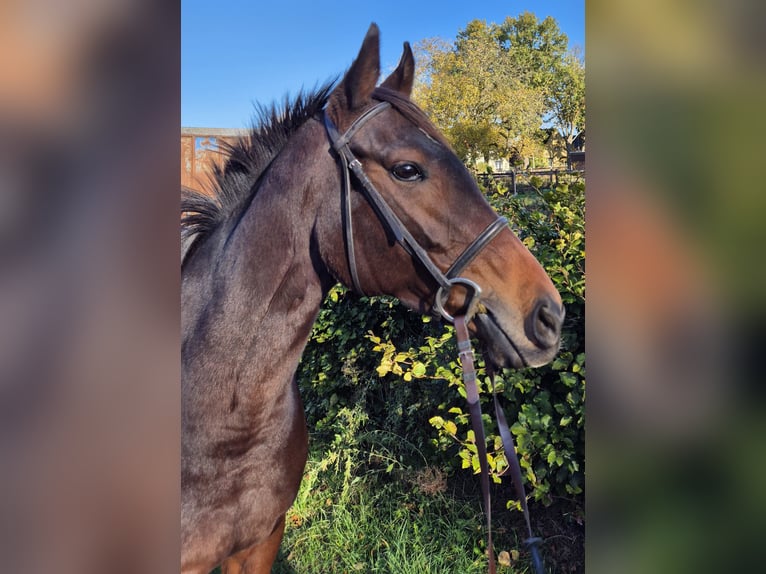 Thoroughbred Mare 5 years 16 hh Bay-Dark in Neuenhagen