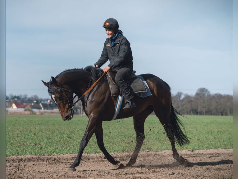 Thoroughbred Mare 5 years 16 hh Bay-Dark in M&#xF6;ser