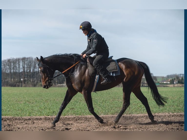 Thoroughbred Mare 5 years 16 hh Bay-Dark in M&#xF6;ser