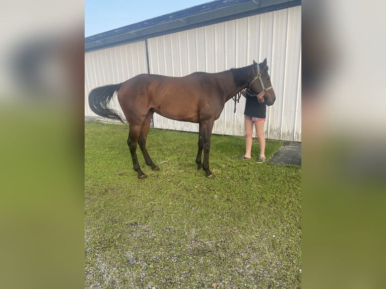 Thoroughbred Mare 5 years 16 hh Bay-Dark in Grover Hill