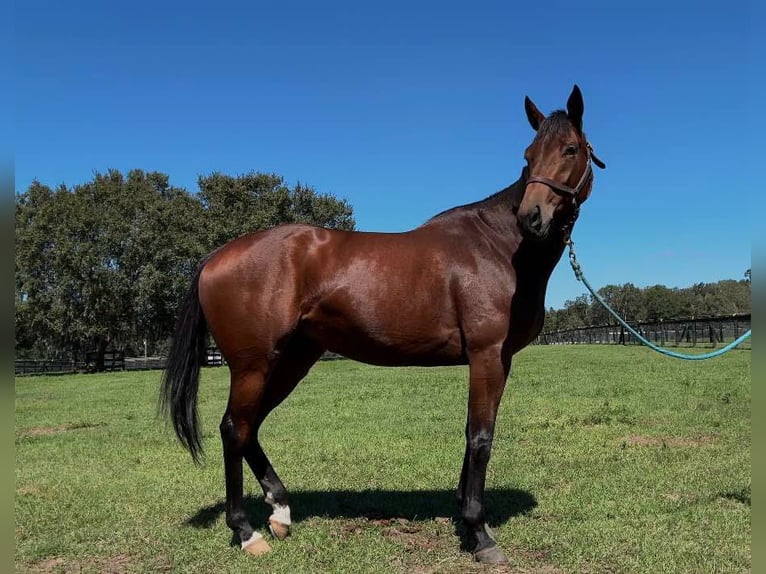 Thoroughbred Mare 5 years 16 hh Bay in Bunnell