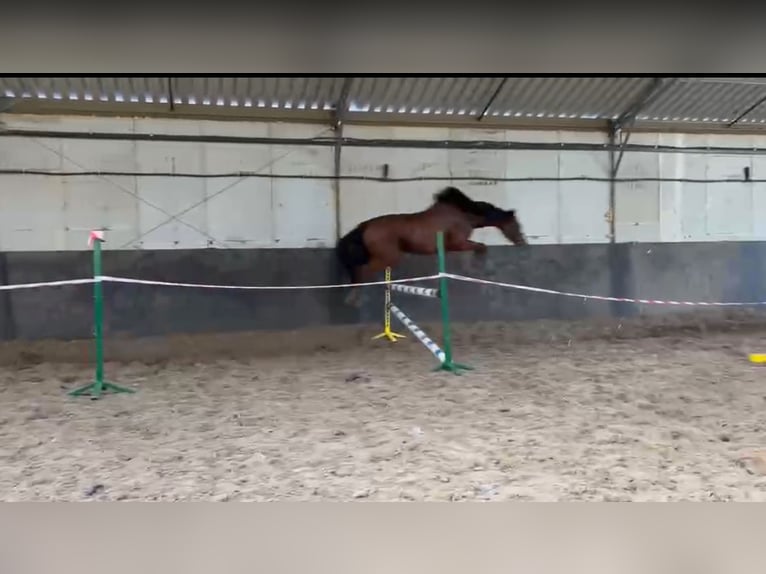 Thoroughbred Mare 5 years 16 hh Bay in Siedlce
