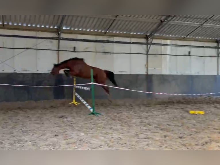 Thoroughbred Mare 5 years 16 hh Bay in Siedlce