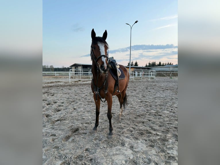 Thoroughbred Mare 5 years 16 hh Bay in Siedlce
