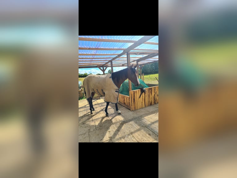 Thoroughbred Mare 5 years 16 hh Brown in Ahrensbök