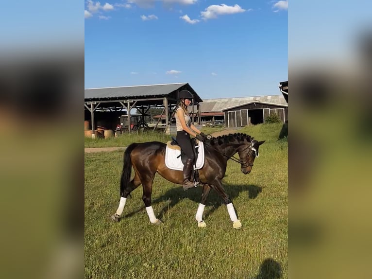 Thoroughbred Mare 5 years 16 hh Brown in Berlin