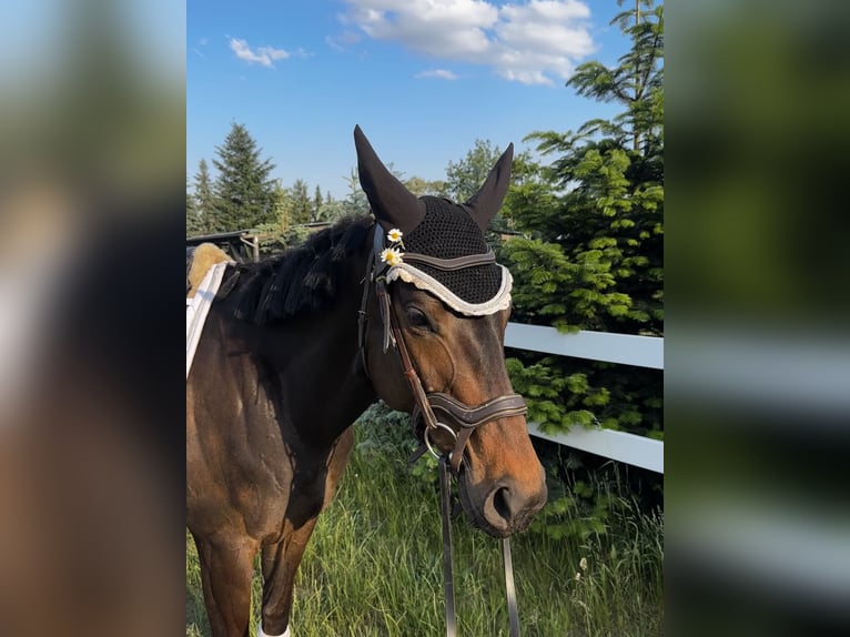 Thoroughbred Mare 5 years 16 hh Brown in Berlin