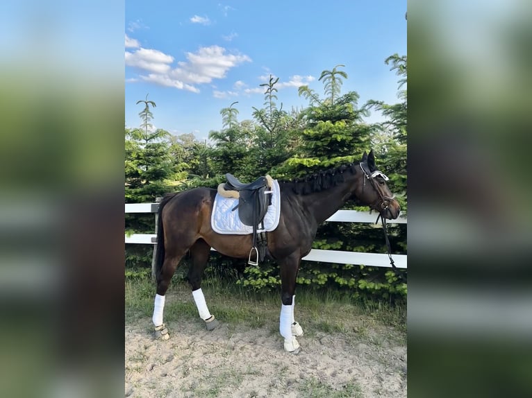 Thoroughbred Mare 5 years 16 hh Brown in Berlin