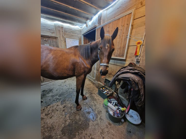 Thoroughbred Mare 5 years 16 hh Brown in &#xC9;couen