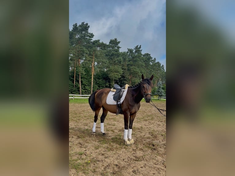 Thoroughbred Mare 5 years 16 hh Brown in Strausberg