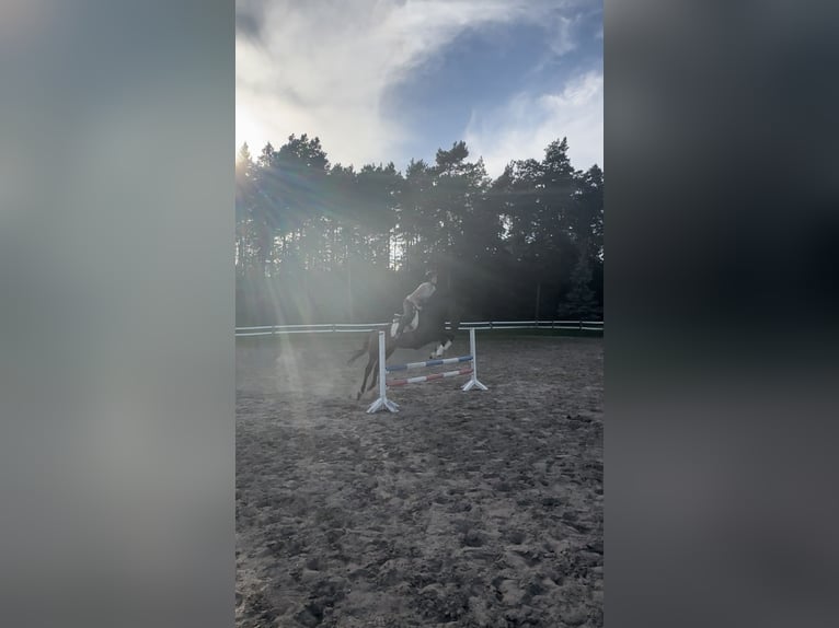 Thoroughbred Mare 5 years 16 hh Brown in Strausberg