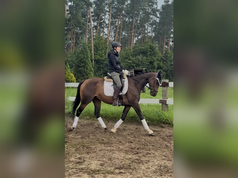 Thoroughbred Mare 5 years 16 hh Brown in Strausberg