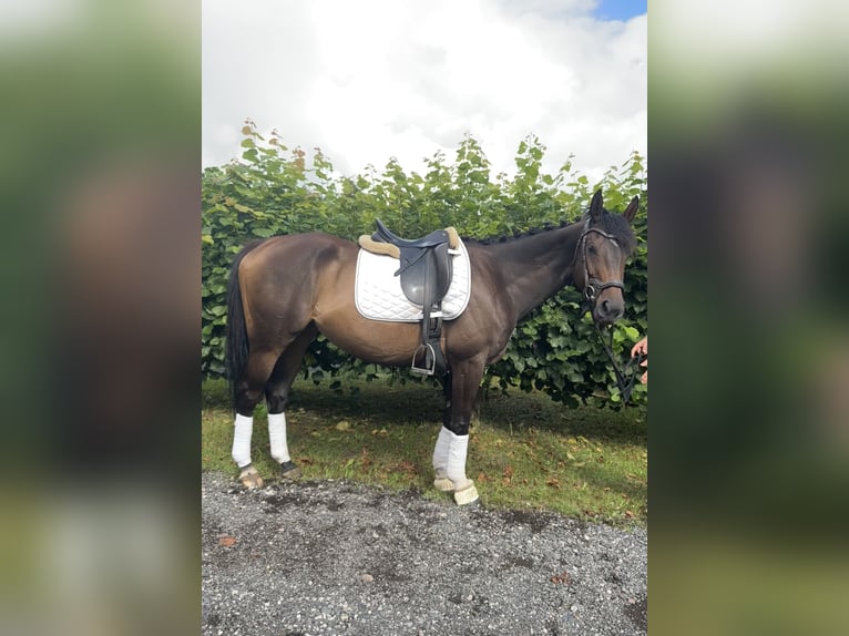 Thoroughbred Mare 5 years 16 hh Brown in Strausberg