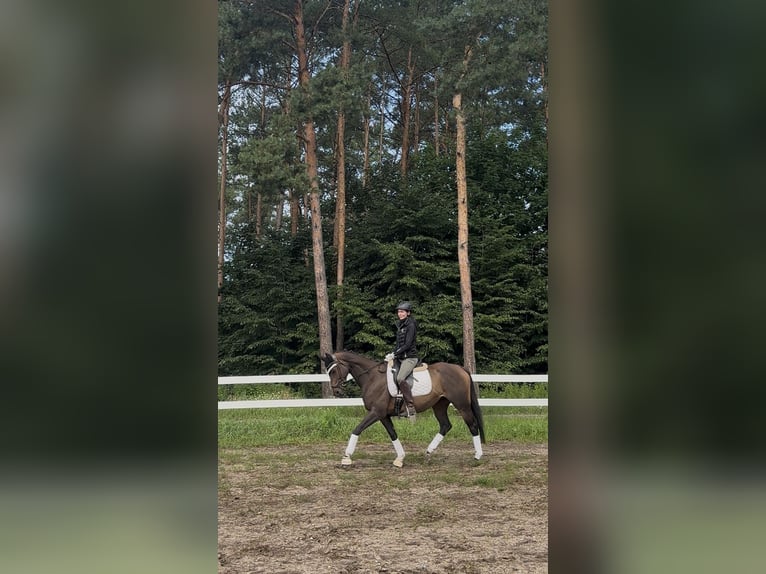 Thoroughbred Mare 5 years 16 hh Brown in Strausberg