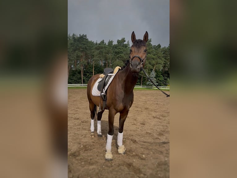 Thoroughbred Mare 5 years 16 hh Brown in Strausberg