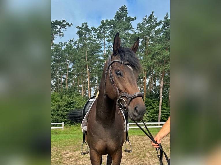 Thoroughbred Mare 5 years 16 hh Brown in Strausberg