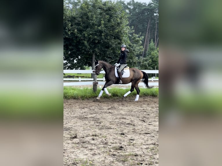 Thoroughbred Mare 5 years 16 hh Brown in Strausberg