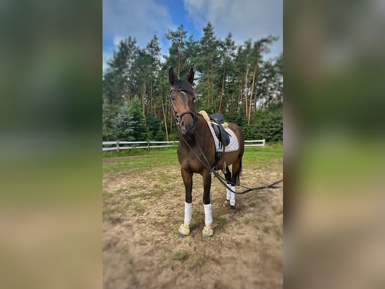Thoroughbred Mare 5 years 16 hh Brown in Strausberg