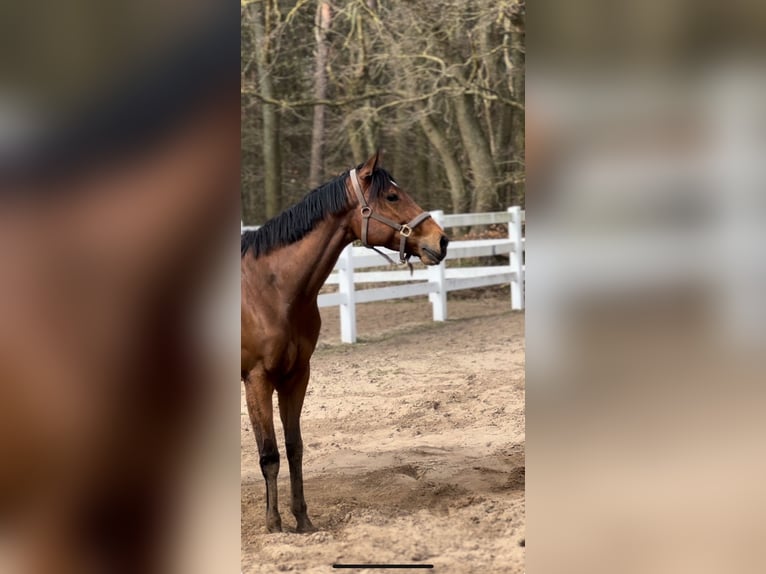 Thoroughbred Mare 5 years 16 hh Brown in Sanitz