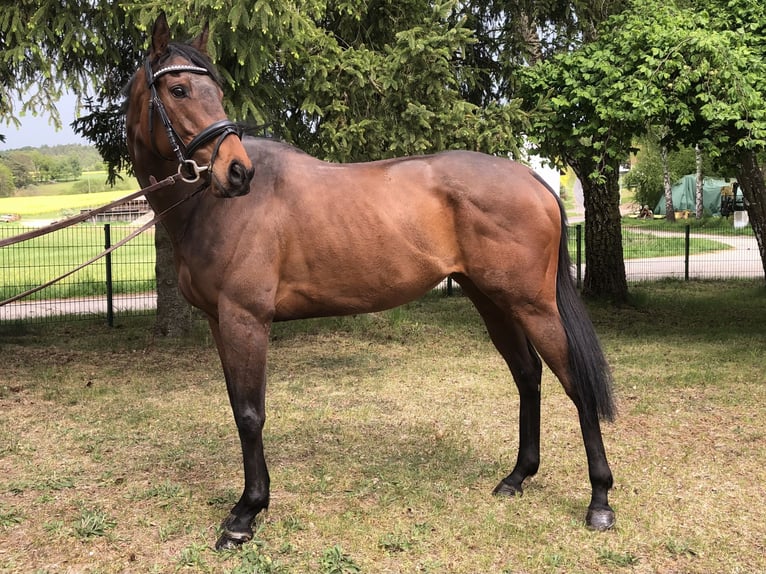 Thoroughbred Mare 5 years 16 hh Brown in Bebra