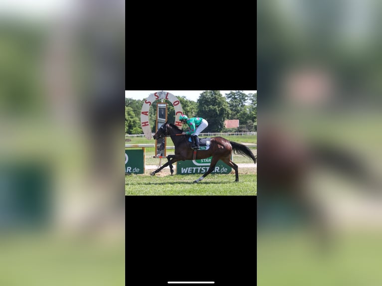 Thoroughbred Mare 5 years 16 hh Brown in Oberzent