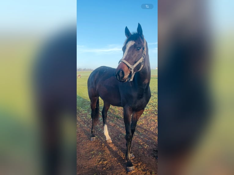 Thoroughbred Mare 5 years 16 hh Brown in Oberzent
