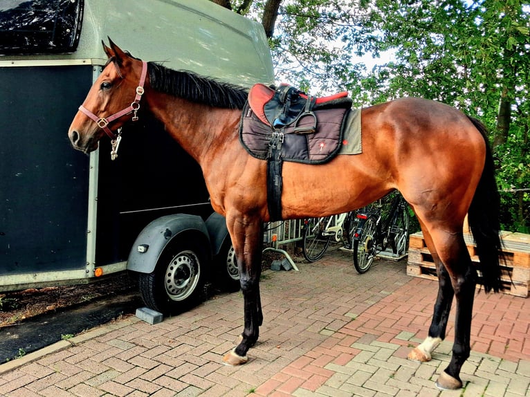 Thoroughbred Mare 5 years 16 hh Brown in Gifhorn
