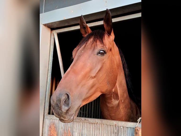 Thoroughbred Mare 5 years 16 hh Brown in Gifhorn